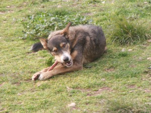 Nylabones