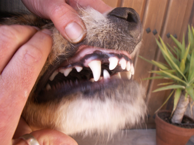 dogs eating chicken bones facts and fables