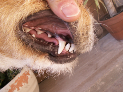 What color should my dog's gums be?