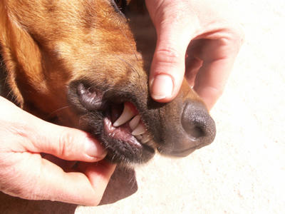 dogs eating chicken bones facts and fables