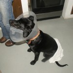 elizabethan collar