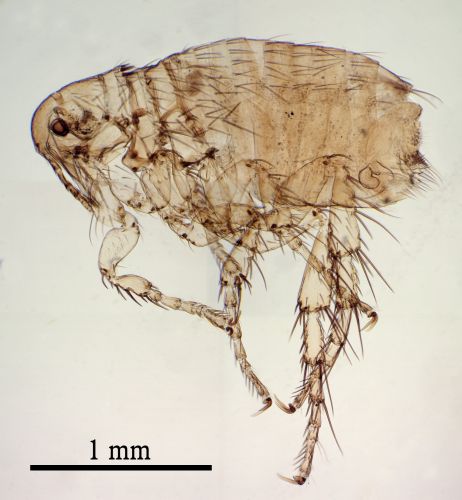 Pet Flea