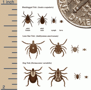 how to prevent ticks