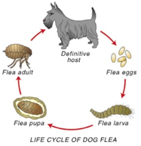 Fleas And Dogs