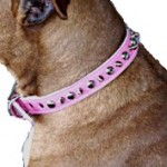 pink spiked dog collar