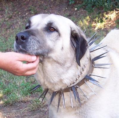 dog collar with spikes inside