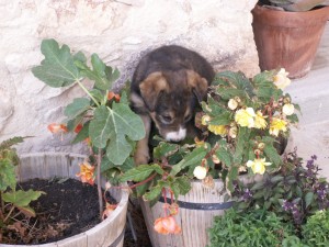 More Cheap Pedigree Puppies For Sale