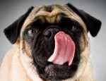 tongue
